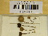  ( - H6019213)  @11 [ ] CreativeCommons - Attribution Non-Commercial Share-Alike (2013) Balint Dima Botanical Museum, Finnish Museum of Natural History, University of Helsinki