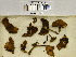  ( - H6043038)  @11 [ ] CreativeCommons - Attribution Non-Commercial Share-Alike (2013) Balint Dima Botanical Museum, Finnish Museum of Natural History, University of Helsinki