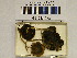  ( - H6043073)  @11 [ ] CreativeCommons - Attribution Non-Commercial Share-Alike (2013) Balint Dima Botanical Museum, Finnish Museum of Natural History, University of Helsinki