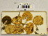  ( - H6043076)  @11 [ ] CreativeCommons - Attribution Non-Commercial Share-Alike (2013) Balint Dima Botanical Museum, Finnish Museum of Natural History, University of Helsinki