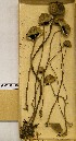  ( - H6008358)  @11 [ ] CreativeCommons - Attribution Non-Commercial Share-Alike (2013) Balint Dima Botanical Museum, Finnish Museum of Natural History, University of Helsinki