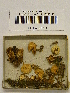  ( - H6043110)  @11 [ ] CreativeCommons - Attribution Non-Commercial Share-Alike (2013) Balint Dima Botanical Museum, Finnish Museum of Natural History, University of Helsinki