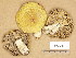  ( - F077553)  @11 [ ] Copyright (2014) Unspecified Botanical Museum, Finnish Museum of Natural History, University of Helsinki
