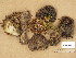  ( - H6001777)  @11 [ ] Copyright (2014) Diana Weckman Botanical Museum, Finnish Museum of Natural History, University of Helsinki
