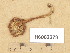  ( - H6003273)  @11 [ ] Copyright (2013) Diana Weckman Botanical Museum, Finnish Museum of Natural History, University of Helsinki