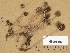 ( - H6008409)  @11 [ ] Copyright (2013) Diana Weckman Botanical Museum, Finnish Museum of Natural History, University of Helsinki