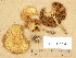  ( - H6015924)  @11 [ ] Copyright (2013) Diana Weckman Botanical Museum, Finnish Museum of Natural History, University of Helsinki
