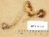  ( - H6015928)  @11 [ ] Copyright (2013) Diana Weckman Botanical Museum, Finnish Museum of Natural History, University of Helsinki