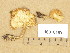  ( - H6016189)  @11 [ ] Copyright (2013) Diana Weckman Botanical Museum, Finnish Museum of Natural History, University of Helsinki