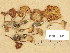  ( - H6018362)  @11 [ ] Copyright (2013) Diana Weckman Botanical Museum, Finnish Museum of Natural History, University of Helsinki