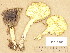  ( - H6018782)  @11 [ ] Copyright (2013) Diana Weckman Botanical Museum, Finnish Museum of Natural History, University of Helsinki
