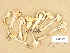  ( - H6019076)  @11 [ ] Copyright (2013) Diana Weckman Botanical Museum, Finnish Museum of Natural History, University of Helsinki