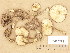  ( - H6026293)  @11 [ ] Copyright (2013) Diana Weckman Botanical Museum, Finnish Museum of Natural History, University of Helsinki