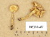  ( - H6031447)  @11 [ ] Copyright (2013) Diana Weckman Botanical Museum, Finnish Museum of Natural History, University of Helsinki