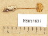  (Pluteus leoninus - H6031635)  @11 [ ] Copyright (2013) Diana Weckman Botanical Museum, Finnish Museum of Natural History, University of Helsinki