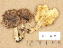  ( - H6031879)  @11 [ ] Copyright (2013) Diana Weckman Botanical Museum, Finnish Museum of Natural History, University of Helsinki
