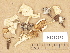  ( - H6032675)  @11 [ ] Copyright (2012) Diana Weckman Botanical Museum, Finnish Museum of Natural History, University of Helsinki