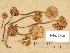  (Hebeloma submelinoides - H6032699)  @11 [ ] Copyright (2012) Diana Weckman Botanical Museum, Finnish Museum of Natural History, University of Helsinki