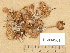  ( - H6034901)  @11 [ ] Copyright (2013) Diana Weckman Botanical Museum, Finnish Museum of Natural History, University of Helsinki