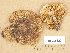  ( - H6035122)  @11 [ ] Copyright (2013) Diana Weckman Botanical Museum, Finnish Museum of Natural History, University of Helsinki