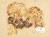  (Paralepista gilva - H6035490)  @11 [ ] Copyright (2013) Diana Weckman Botanical Museum, Finnish Museum of Natural History, University of Helsinki