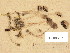  ( - H6038529)  @11 [ ] Copyright (2013) Diana Weckman Botanical Museum, Finnish Museum of Natural History, University of Helsinki