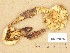  ( - H6039135)  @11 [ ] Copyright (2013) Diana Weckman Botanical Museum, Finnish Museum of Natural History, University of Helsinki