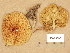  ( - H6045593)  @11 [ ] Copyright (2014) Diana Weckman Botanical Museum, Finnish Museum of Natural History, University of Helsinki