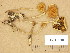  ( - H6045610)  @11 [ ] Copyright (2014) Diana Weckman Botanical Museum, Finnish Museum of Natural History, University of Helsinki