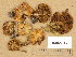 ( - H6045612)  @11 [ ] Copyright (2014) Diana Weckman Botanical Museum, Finnish Museum of Natural History, University of Helsinki