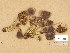  ( - H6045623)  @11 [ ] Copyright (2014) Diana Weckman Botanical Museum, Finnish Museum of Natural History, University of Helsinki