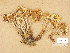  ( - H6045626)  @11 [ ] Copyright (2014) Diana Weckman Botanical Museum, Finnish Museum of Natural History, University of Helsinki