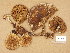  ( - H6045628)  @11 [ ] Copyright (2014) Diana Weckman Botanical Museum, Finnish Museum of Natural History, University of Helsinki
