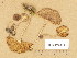  ( - TUR179619)  @11 [ ] Copyright (2014) Diana Weckman Botanical Museum, Finnish Museum of Natural History, University of Helsinki