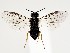  (Fenusella glaucopis - ZMUO.060239)  @11 [ ] by-nc (2022) Marko Mutanen University of Oulu
