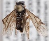  (Heterarthrus ochropoda - GL.3003)  @14 [ ] CreativeCommons - Attribution Non-Commercial (2014) Marko Mutanen University of Oulu