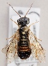  (Pamphilius balteatus - GL.3111)  @13 [ ] CreativeCommons - Attribution Non-Commercial (2014) Marko Mutanen University of Oulu