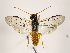  (Cephalcia nr. abietis - ZMUO.032086)  @14 [ ] CreativeCommons - Attribution Non-Commercial (2018) Marko Mutanen University of Oulu