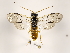  (Cephalcia nr. arvensis - ZMUO.032093)  @14 [ ] CreativeCommons - Attribution Non-Commercial (2018) Marko Mutanen University of Oulu