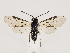  (Claremontia tenuicornis - ZMUO.032216)  @15 [ ] CreativeCommons - Attribution Non-Commercial (2018) Marko Mutanen University of Oulu