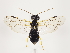  (Pamphilius sylvaticus - ZMUO.032685)  @15 [ ] CreativeCommons - Attribution Non-Commercial (2018) Marko Mutanen University of Oulu