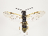  (Strongylogaster multifasciata - ZMUO.032755)  @14 [ ] CreativeCommons - Attribution Non-Commercial (2018) Marko Mutanen University of Oulu