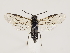  (Empria longicornis_group - ZMUO.032842)  @15 [ ] CreativeCommons - Attribution Non-Commercial (2018) Marko Mutanen University of Oulu