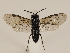  (Endelomyia - ZMUO.033195)  @14 [ ] CreativeCommons - Attribution Non-Commercial (2018) Marko Mutanen University of Oulu
