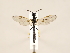  (Phylloecus xanthostoma - ZMUO.033583)  @14 [ ] CreativeCommons - Attribution Non-Commercial (2018) Marko Mutanen University of Oulu