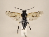  ( - ZMUO.033778)  @11 [ ] CreativeCommons - Attribution Non-Commercial (2018) Marko Mutanen University of Oulu