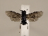  ( - ZMUO.033887)  @12 [ ] CreativeCommons - Attribution Non-Commercial (2018) Marko Mutanen University of Oulu