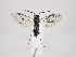  ( - ZMUO.034176)  @12 [ ] CreativeCommons - Attribution Non-Commercial (2019) Marko Mutanen University of Oulu