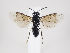  (Caliroa annulipes - ZMUO.034803)  @13 [ ] CreativeCommons - Attribution Non-Commercial (2019) Marko Mutanen University of Oulu