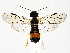  (Pamphilius hortorum - ZMUO.061396)  @15 [ ] by-nc (2022) Marko Mutanen University of Oulu
